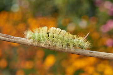 The caterpillar of the nocturnal butterfly of the red-tail, or the wool foot bashful (lat. Calliteara pudibunda).