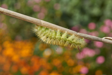 The caterpillar of the nocturnal butterfly of the red-tail, or the wool foot bashful (lat. Calliteara pudibunda).