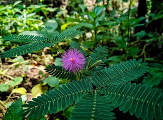 Shy princess leaf, her Latin name Mimosa pudica
