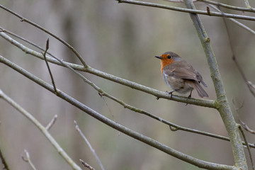Robin from behind