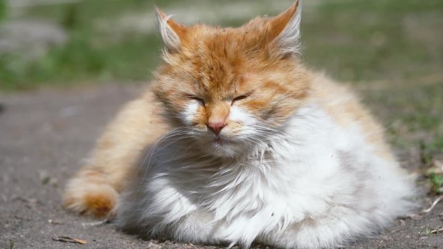 white and red-haired stray cat napping in the park and sleeping in the sun