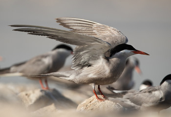 White-cheeked Tern  raising its wiings