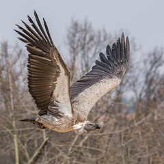 big griffon vulture flies in the sky