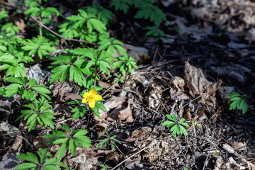 Naklejka na ściany i meble Buttercup is pungent. The Buttercup plant is pungent. Flower night blindness. Spring. Field, forest plant. Flower garden, beautiful tender plants. Yellow flower. The flower is called Chicken blindness