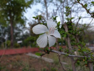 white hibiscus in the garden