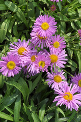 Asters bloom in the garden