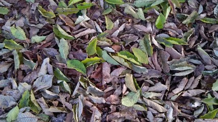 leaver of plants on the ground