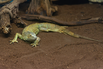 Large green yellow lizard