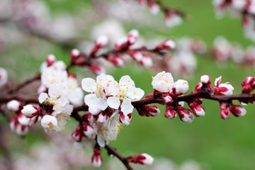 a sprig of flowering apricots in the spring season. A delicate flower of a tree. Delicate photo Wallpaper.