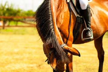 Horse neck detail