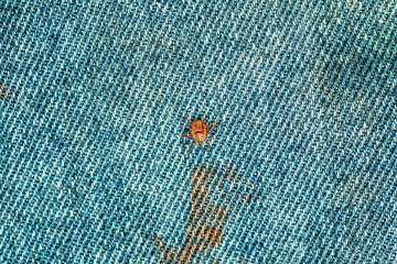 A dangerous parasite and infection carrier mite