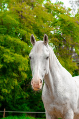 Obraz na płótnie Canvas Horse portrait closeup