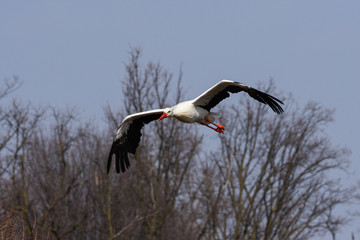 The large white stork glides in flight