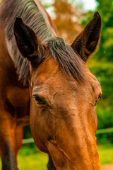 Horse portrait closeup