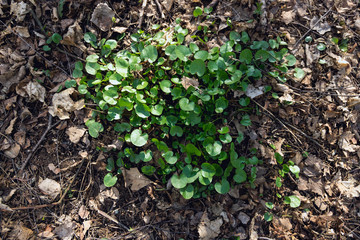 Swamp plant in the forest. The marsh marigold. A carpet of small round leaves. The watery part of the forest. Natural background of forest plants.