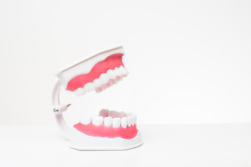 Artificial Model Teeth on white background of dental care demonstration