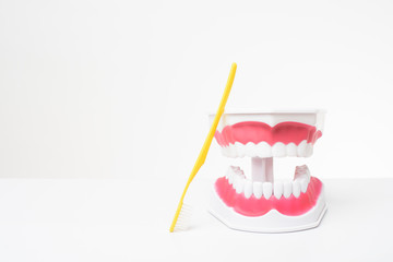 Artificial Model Teeth on white background of dental care demonstration