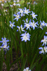 
Flowers in the spring garden