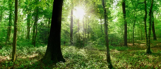 Fototapete Grün Grünes Waldpanorama im Sommer mit strahlender Sonne durch die Bäume