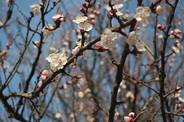 Blooming blooming on trees in spring time. Apple tree flowers are blooming. Blooming cherry flowers with green leaves. Spring tree blooming flowers with green leaves. The best picture of flowering tre