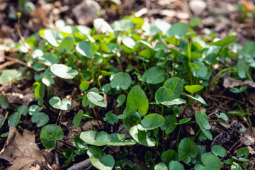 Swamp plant in the forest. The marsh marigold. A carpet of small round leaves. The watery part of the forest. Natural background of forest plants.