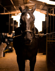 Horse portrait closeup