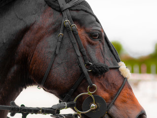 Horse portrait closeup