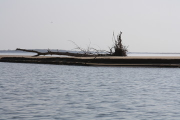 
dead tree in the river