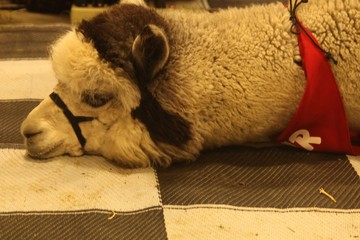 IM TRYED LAYING ON THE GROUND IS A ALPACA, BROWN AND WHITE