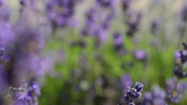 Lavender flowers in a field and flying butterfly
