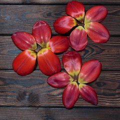 Fototapeta na wymiar Tulip blossom flowers on old brown wooden background, border frame design. vintage color tone - concept flower of spring or summer background, selective focus