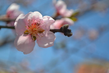 Blooming tree with pink flowers at morning sunshine. Soft focus. Spring blossom background.
