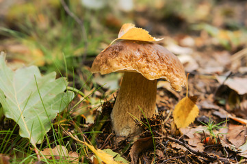 A tree leaf on the mushroom cap. Boletus mushroom in the grass.