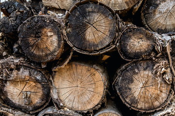 Naklejka premium The old logs were covered with moss. Old wood rots in the open air. Natural texture. Natural background of old wood. Wood with cracks.
