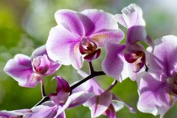 Orchid on the window. Postcard.