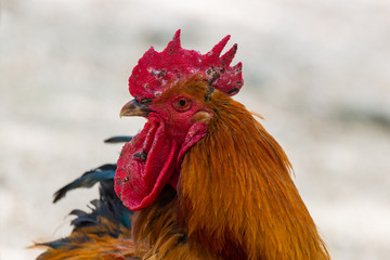 Portrait of the cockerel. Close up head of cock bird