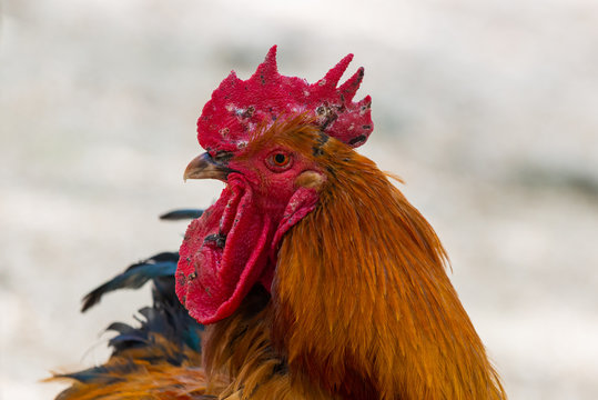 Portrait of the cockerel. Close up head of cock bird