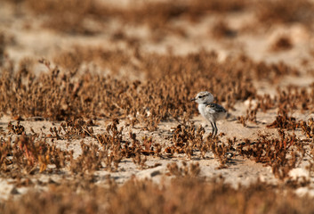 Kentish Plover chick in dry grasses