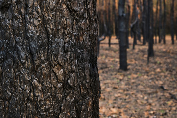 Burned forest, charred trees, forest fires and environmental disaster.