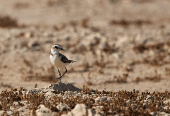 Kentish Plover