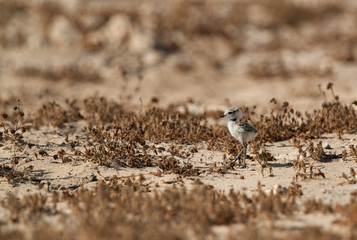 Kentish Plover chick in dry habitat