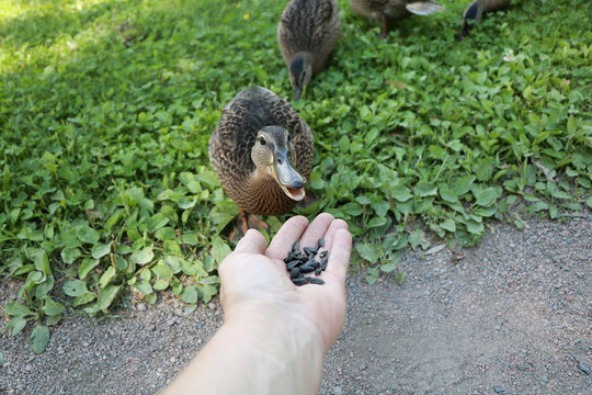 Wild duck eats sunflower seeds from human hand. Concept of human and animal trust, conservation of wildlife, rescue of birds