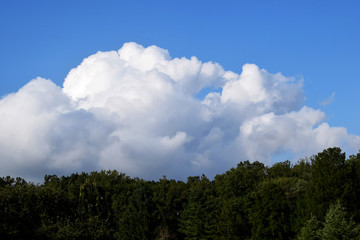 Obraz premium Fluffy White Clouds Over Tree Line on a Sunny Day