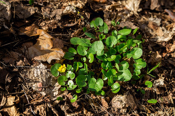 Fototapeta premium Swamp plant in the forest. The marsh marigold. A carpet of small round leaves. The watery part of the forest. Natural background of forest plants.