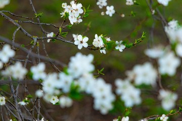 blooming season tree foliage white flowers April spring time garden soft focus nature scenic