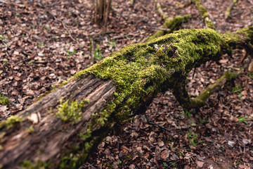 The trunk of an old fallen tree covered with moss. Natural background, green moss texture. Dark forest.