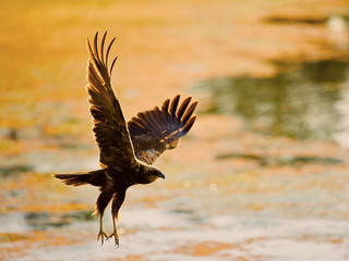 Eagle searching for prey.