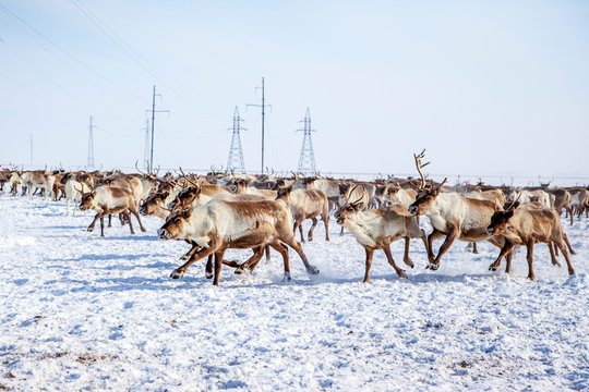 Far North, Yamal Peninsula,