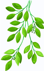 Illustration of green branch