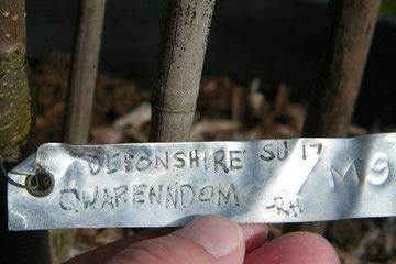 Devonshire Qwarenndom apple tree label
